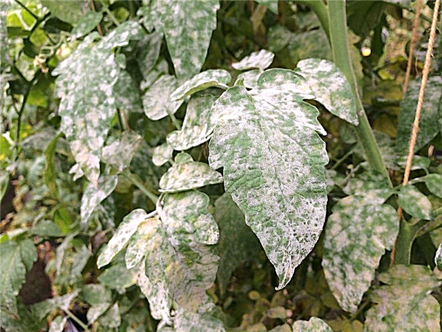 Reasons for the appearance of white leaves in tomatoes in a greenhouse