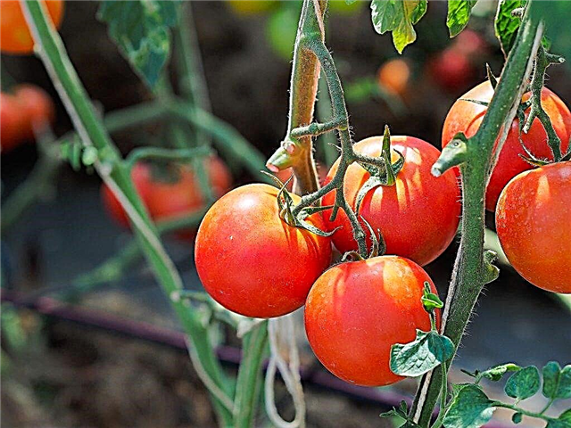 Caractéristiques de la tomate Bella Rosa