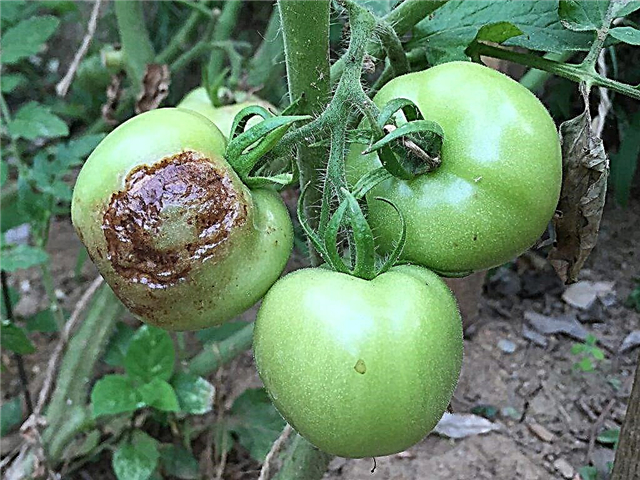 Why tomatoes can rot