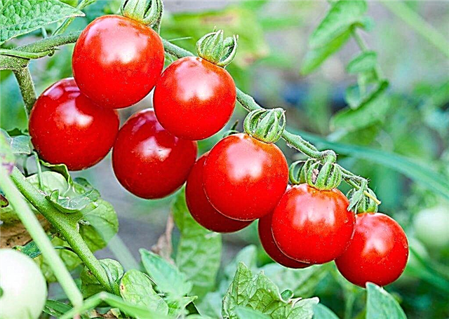 Características de los tomates cherry cherry