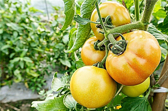 מאפייני סוג העגבניות חיות מחמד בורקר