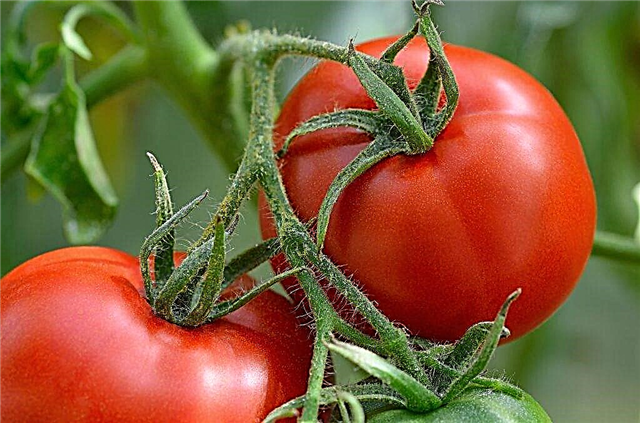Late blight-resistant tomato varieties