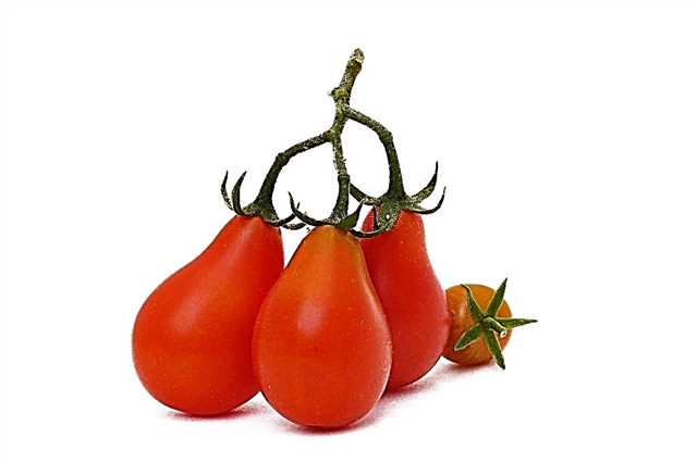 Beschrijving van tomaat Peerrood