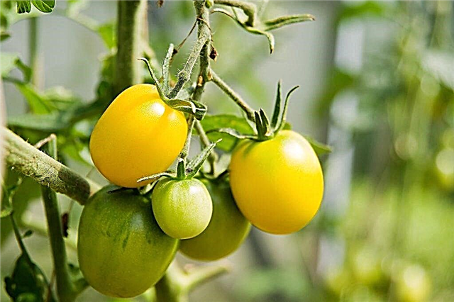 Beschreibung der Tomate Goldene Eier