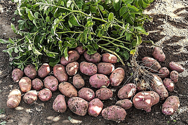 Πρώιμη ποικιλία πατάτας Κόκκινο κόκκινο