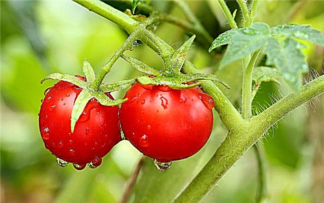 Kjennetegn på tomatsorten Olga f1
