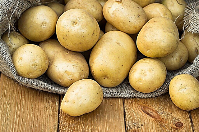 Características das batatas Skarb