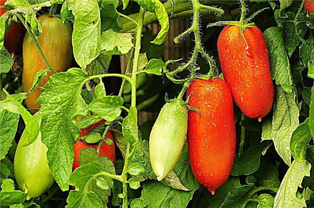 Характеристика томатів сорту Петро Великий