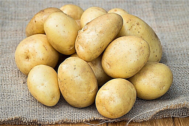 Characteristics of Uladar potatoes