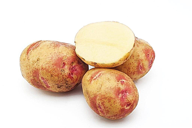 Characteristics of Picasso potatoes