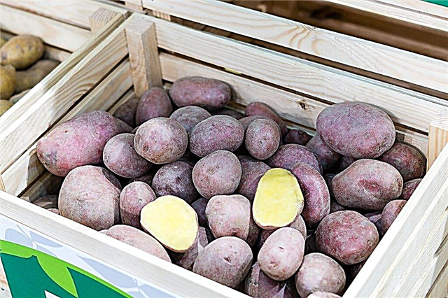 Eigenschaften von Kornblumenkartoffeln
