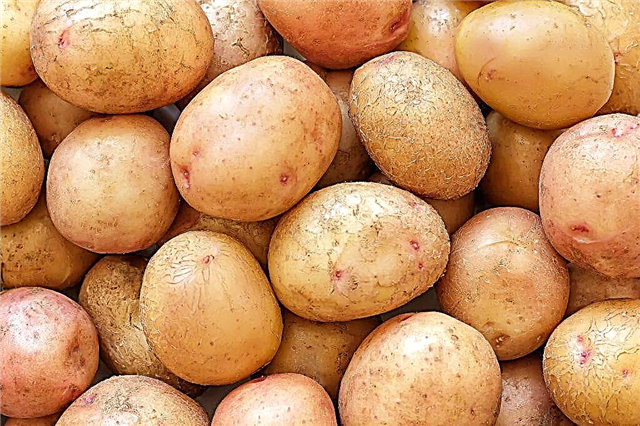 Caratteristiche delle patate Zhukovsky (presto)