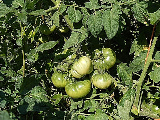 Caractéristiques de la variété de tomate Rio Grande
