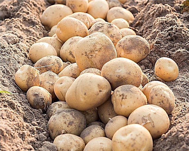 Características das batatas Kolobok