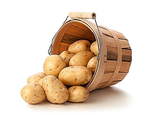 Patates çeşidinin özellikleri Udacha