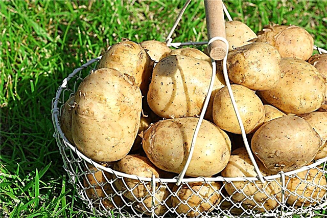 Description de la variété de pommes de terre Tuleevsky