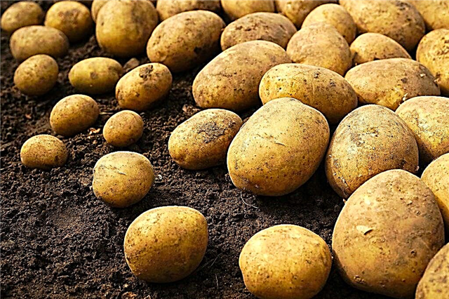 Characteristics of Riviera potatoes