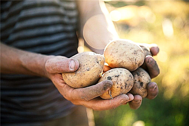 Características das batatas Veneta