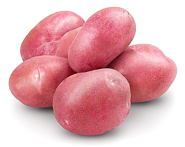 Characteristics of potatoes Handsome