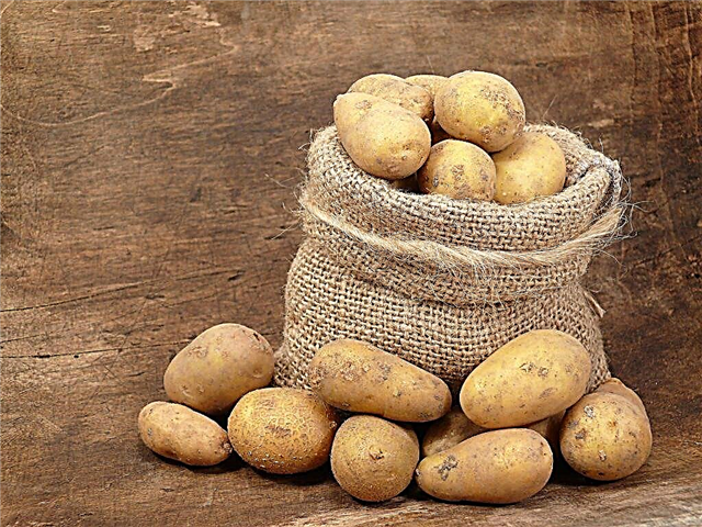 Описание на сорта картофи Королева Анна