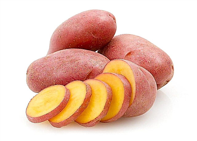 Description des pommes de terre Rodrigo