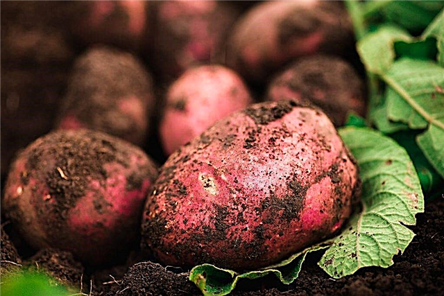 Kenmerken van Bellarosa-aardappelen