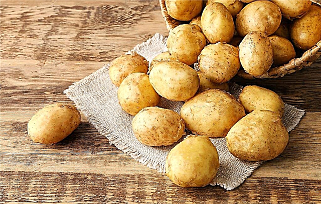 Vlastnosti zemiakov Yanka