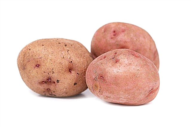 Caratteristiche della varietà di patate Aurora