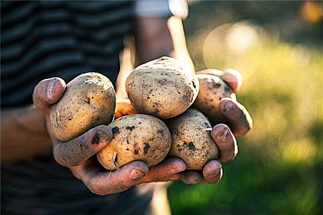 Características das batatas Zorachka