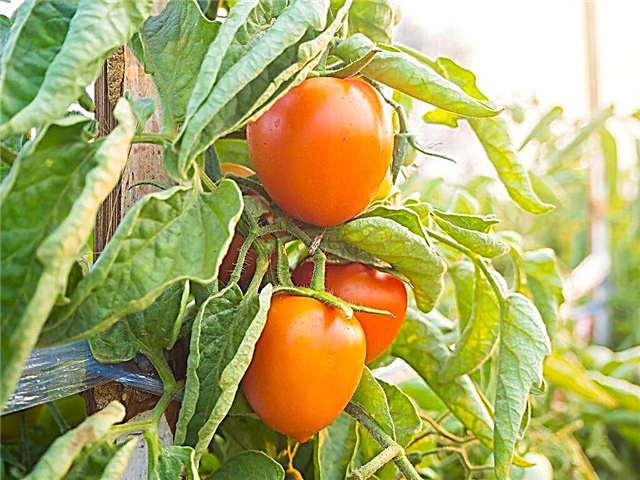Characteristics of the tomato variety Goose Egg