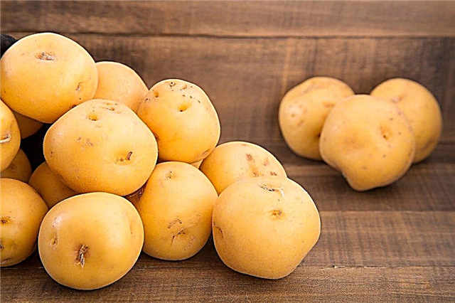 Characteristics of Nevsky potatoes