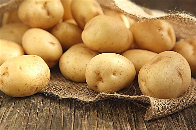 Description des pommes de terre Lugovskoy