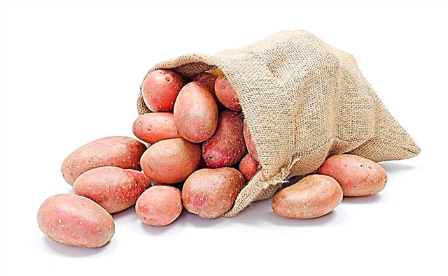 감자 품종 Lyubava의 특성