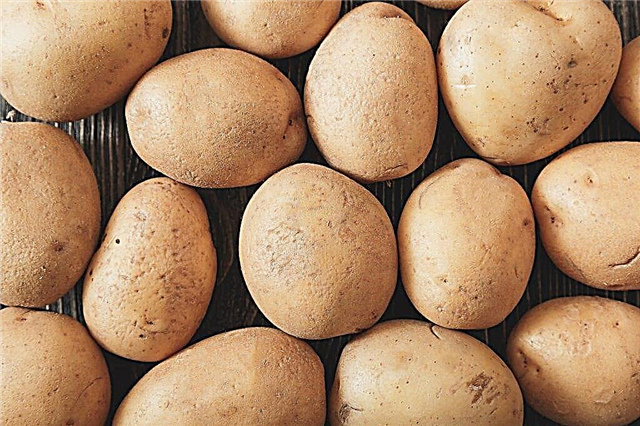 Características das batatas Molly