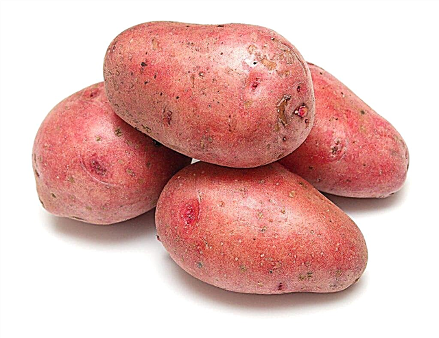Beschrijving van de aardappelen van Rosar