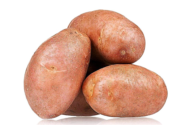Beschreibung der Kartoffeln Sonny
