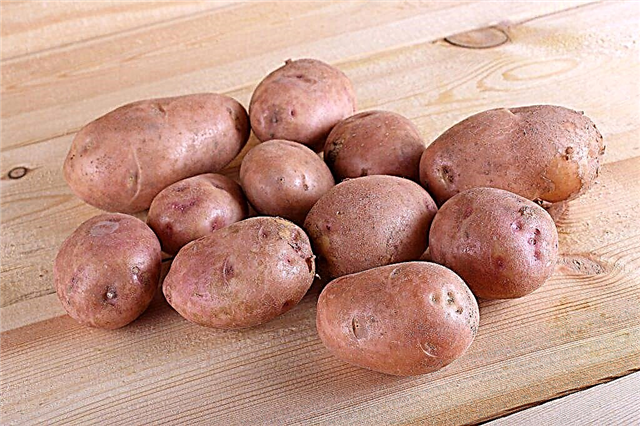 Popis brambor Sineglazka