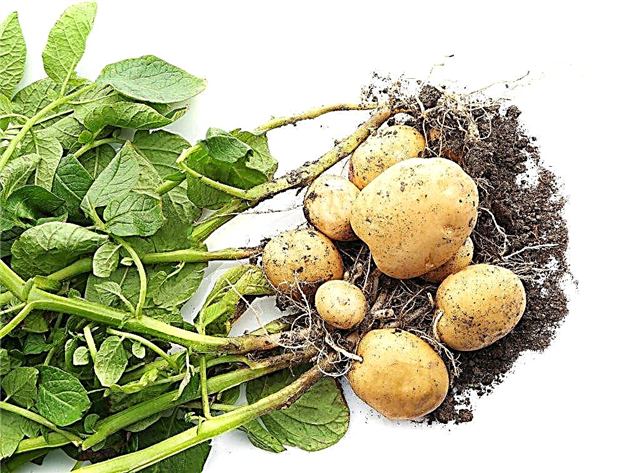 Descrição das batatas Adretta