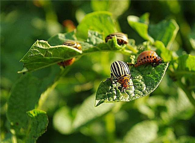 Tabu racun serangga dari kumbang kentang Colorado