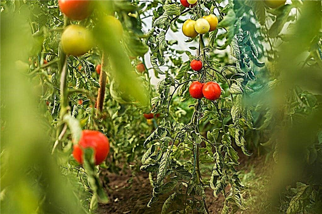 Variedades de tomates insaturados.