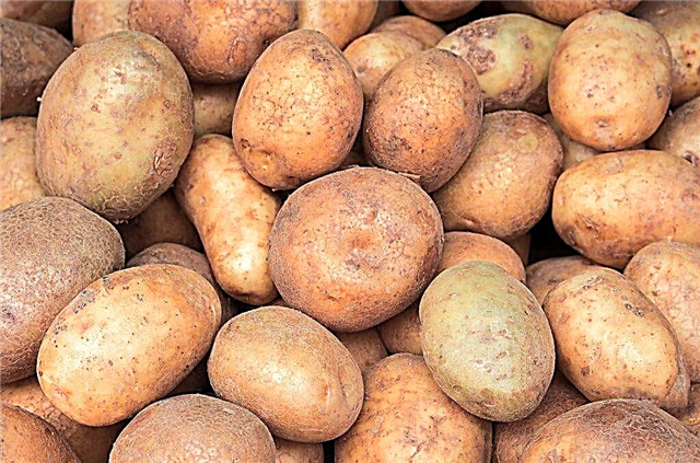 Characteristics of Ilyinsky potatoes