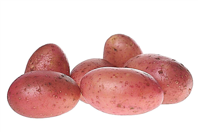 Descrição das batatas Ryabinushka