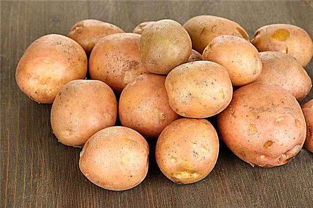Descrição das batatas cardinais