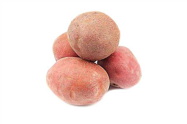 Description des pommes de terre Ermak