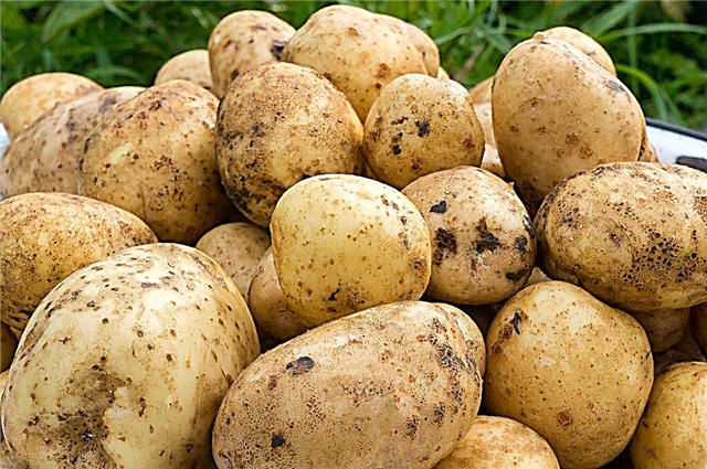 Characteristics of potato varieties Santa