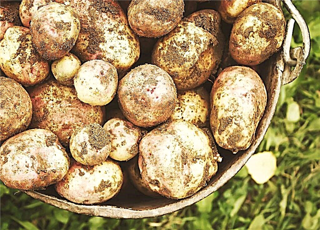 Χαρακτηριστικά της ποικιλίας πατάτας Ivan Da Marya