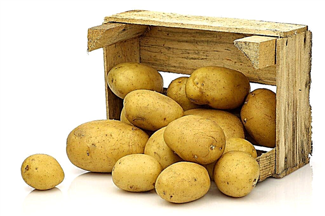 Armazenando batatas na varanda no inverno