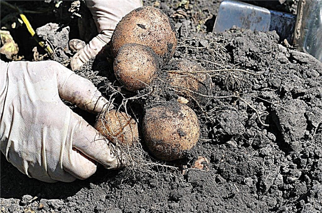 Charakteristiky odrody zemiakov Romano