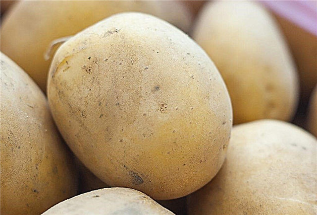 Características da variedade de batatas Meteor
