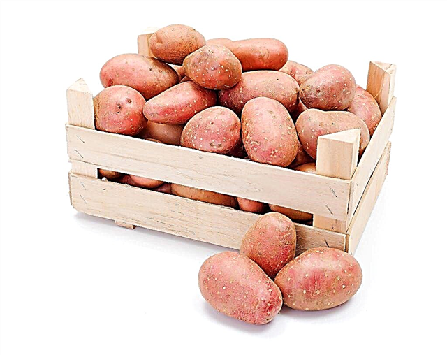 Characteristics of Asterix potatoes